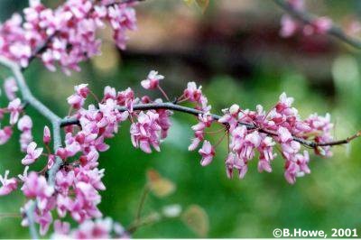 Close-up of blossoms