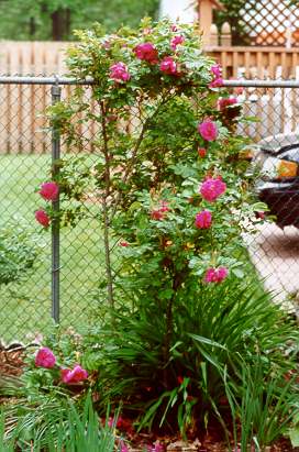 Rose - unknown variety