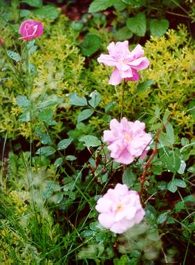 Hybrid Tea Rose