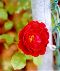 David Austin Rose