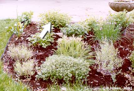 The Herb Garden - Sage