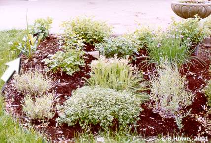 The Herb Garden - Sea Lavendar