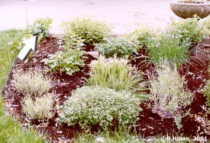 The Herb Garden - Stonecrop Sedum