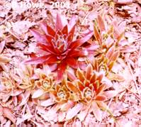 Sempervivum