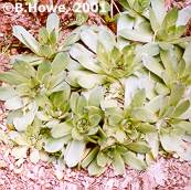 Sempervivum
