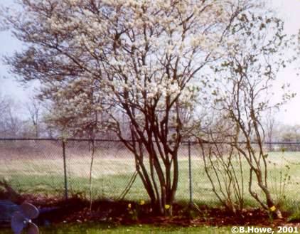 Serviceberry in bloom