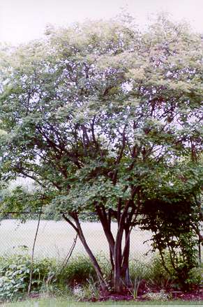 Serviceberry after bloom - before berries