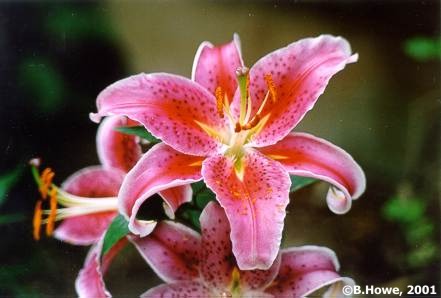 Stargazer Lily