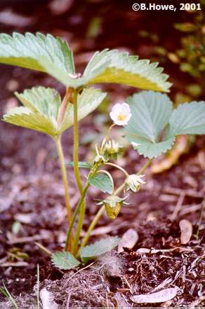Strawberry plant showing immature berries and flower