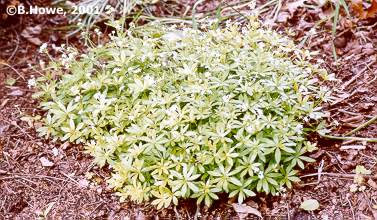 sweet_woodruff.jpg - 34508 Bytes