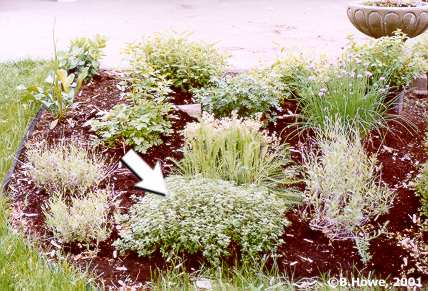 Thyme