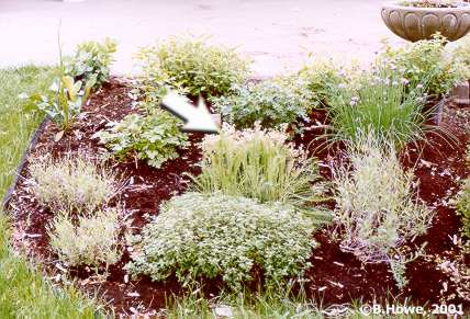 The Herb Garden - Lemon Thyme