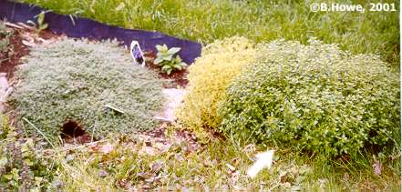 Mother-of-Thyme