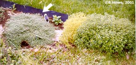 Wooly Thyme