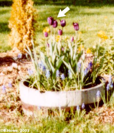 tulip_purple.jpg - 34789 Bytes