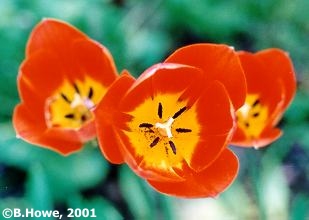 tulip_red.jpg - 11915 Bytes