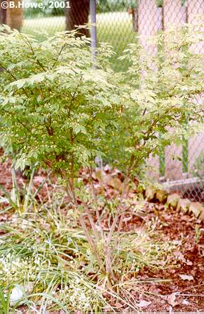 unknown02.jpg - 37045 Bytes