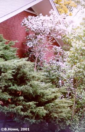 unknown03_b.jpg - 34472 Bytes