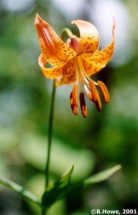 Wood Lily