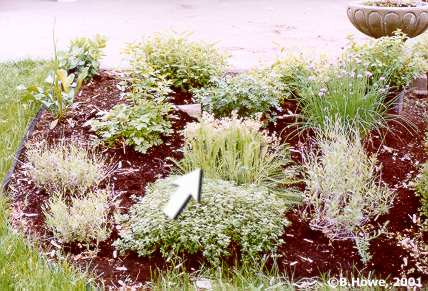 The Herb Garden - Yarrow