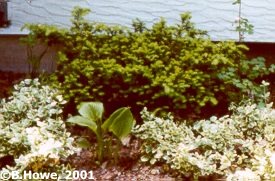 Clockwise from back center: Yew, Columbine, Euonymus, Hosta, Euonymus