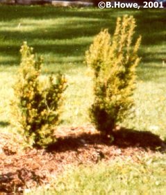 Hick's Yew - an upright, columnar variety