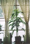 Full Plant - showing growth