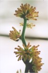 Close-up of Flower Stalk prior to buds opening