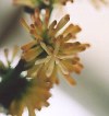 Close-up of open flower