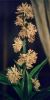 Fower stalk at night with flowers open