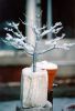 Small Outdoor Tree