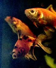 A young Dead-tail with a couple mates from the first group (now deceased).