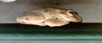 sleepfrog.jpg - 8478 Bytes