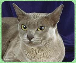 Gato Birman�s