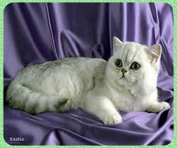 Gato Ex�tico