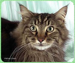 Gato Maine Coon
