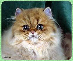Gato Persa