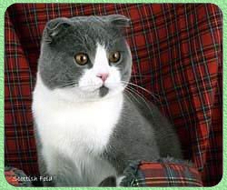 Gato Scottish Fold