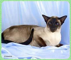 Gato Siam�s