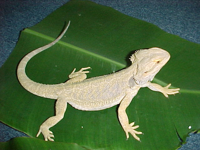 Gadsden! (Not really)