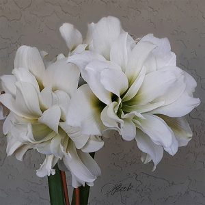 White Amaryllis