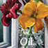 Oil