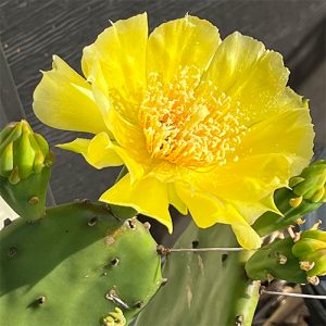 Cactus Blooms