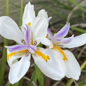 Blue Irises