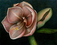 Roark-CP-Amaryllis