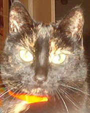 My Cat Missy