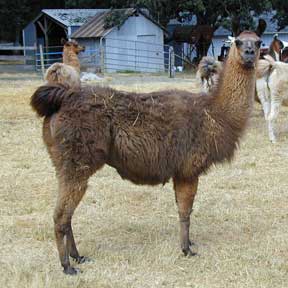Carrioka
