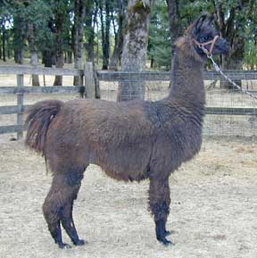 Washoe