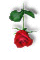 Rose!