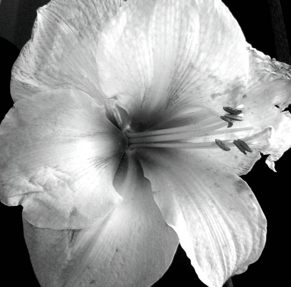 flower1